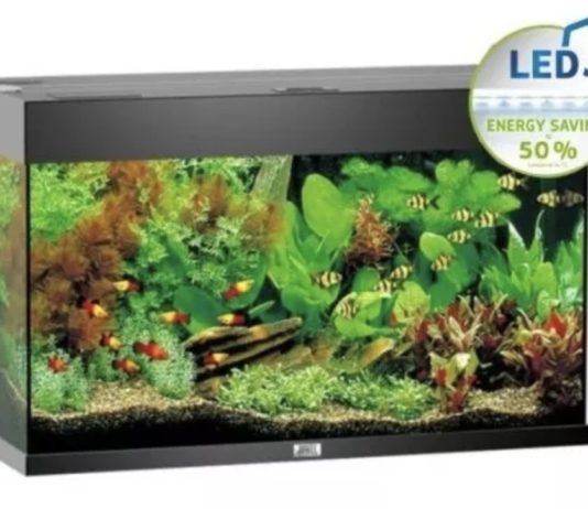 achat aquarium